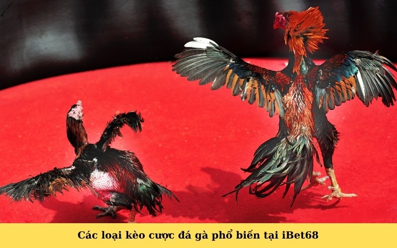 Các loại kèo cược đá gà phổ biến tại iBet68