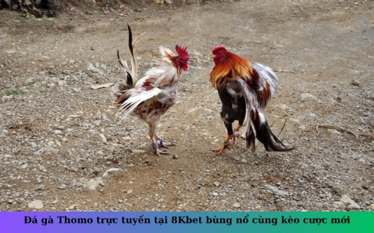 Đá gà Thomo trực tuyến tại 8Kbet bùng nổ cùng kèo cược mới