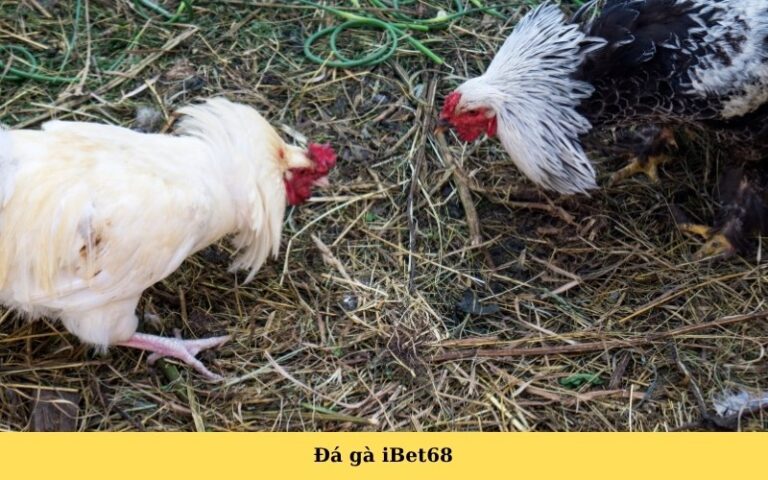 Đá gà iBet68