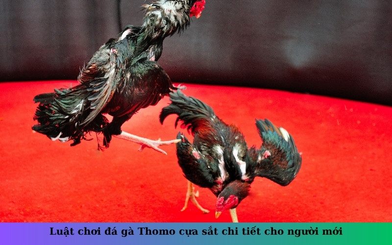 Luật chơi đá gà Thomo cựa sắt chi tiết cho người mới