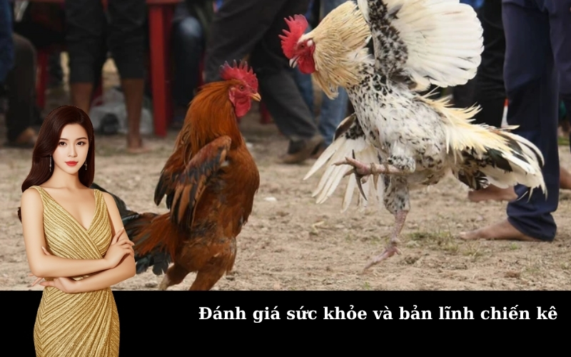 Đánh giá sức khỏe và bản lĩnh chiến kê
