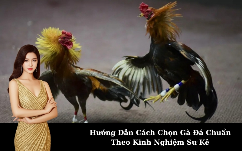 Hướng Dẫn Cách Chọn Gà Đá Chuẩn Theo Kinh Nghiệm Sư Kê